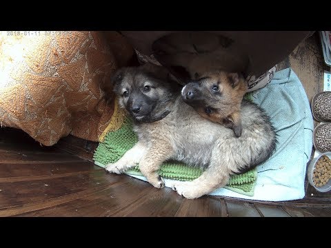 Помогите пристроить щенка