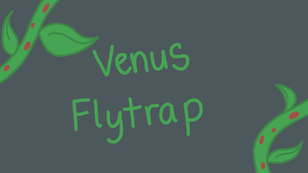 Watch Venus Flytrap - Big Beats for Little Feets on YouTube Watch Venus Flytrap - Big Beats for Little Feets on YouTube