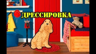 Дрессировка. Охрана дома. Спаниель Сёма теперь охранник. Дрессировка. Охрана дома. Спаниель Сёма теперь охранник.