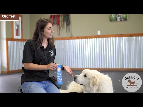 فيديو: الحيل لاجتياز AKC الكلاب اختبار المواطن جيد