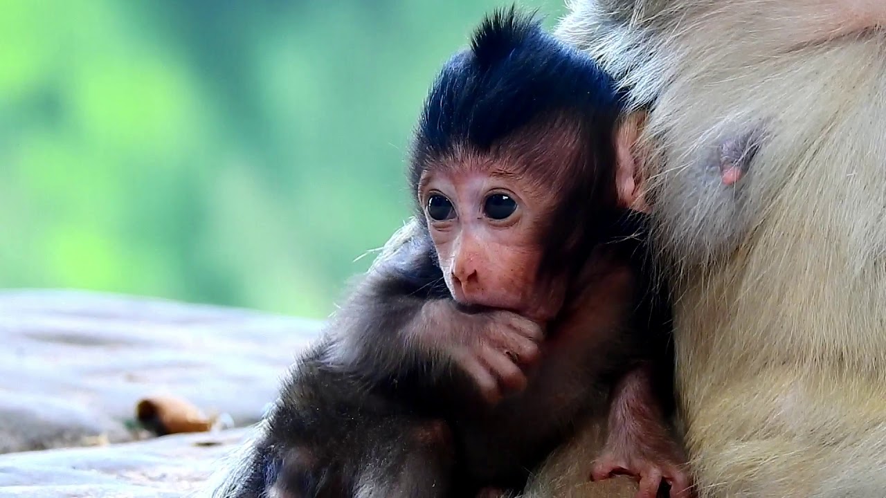 Baby Brittany Hungry Feeding Her Finger , Baby Look At Mom Pls Share Fruit With Me | Sounds Monkey