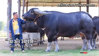 มังกรเงิน น้องชายรุ่งเพชร ของดีเชียงราย พร้อมชมแม่พันธุ์สูงเกือบ170 แม่พันธุ์เหล่าลุงติ๊ก กำนันโป๊ด