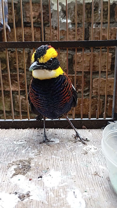 Bukan Burung Kicau Tapi Unik Paok Pancawarna