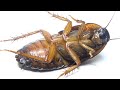 日本最大の巨大ゴキブリがヤバすぎる