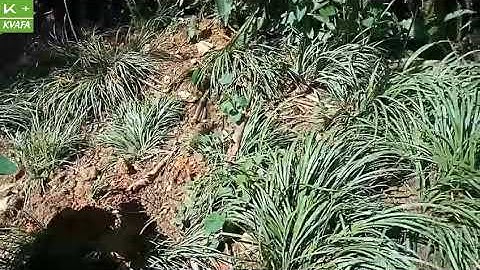 Cây thắng cố, gia vị bí mật  nấu thắng cố ngựa Bắc Hà chưa ai tiết lộ