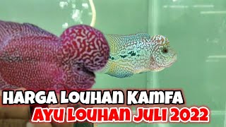 LOUHAN KAMFA BAHAN PROGRESS DI AYULOUHAN | REKOMENDED