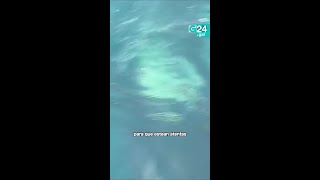 🐋 GALICIA | Salvamento Marítimo recomenda tomar precaucións coas CANDORCAS