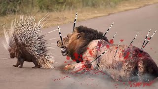 Top 10 Preys Fight Back Predators  - Wild Animals Fight To Death