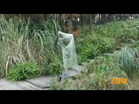 მსოფლიო გაოგნებულია!- ჩინეთში \"პლაში-უჩინმაჩინი\" გამოიგონეს!