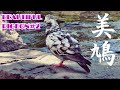 グリズル？珍しい柄の鳩パート2 美しい鳩 綺麗な鳩に再会しました。複雑な模様の鳩 Beautiful pigeon part2!