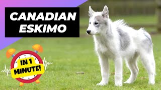 Canadian Eskimo Dog  The Arctic Guardians Of The North | 1 Minute Animals