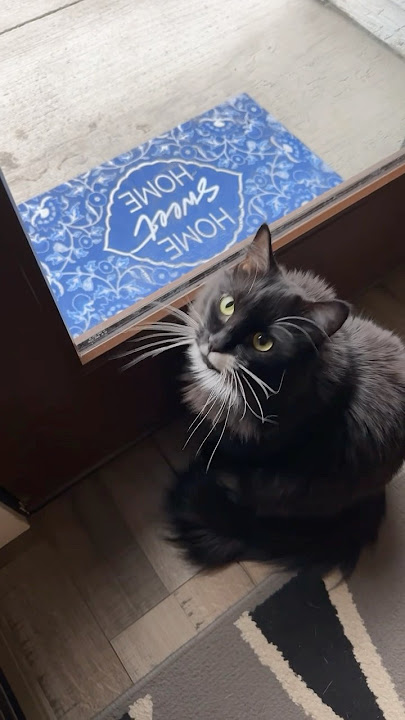 Cute cat Alfy loves nature