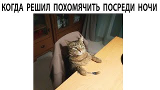 #мемы2022 #мемы #мем #приколы #коты #котики #собаки #мемыпро100  #мемыдня #смешныекоты #про100мемы