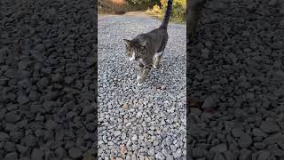 Dagger is an awesome cat #narrowayhomestead #offgridlife #farmcat #barncat #outdoorcats #tomcat