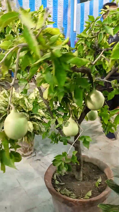 bel tree