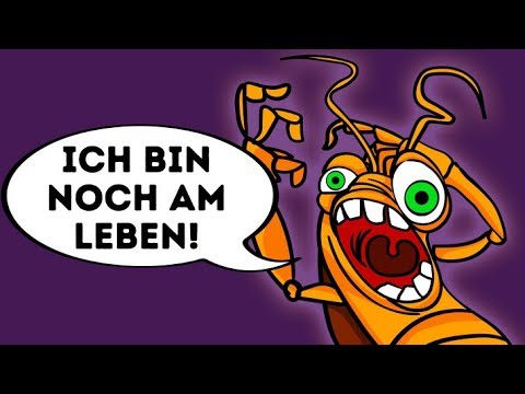 Video: Welche Kakerlaken Können Zischen