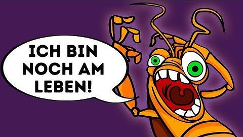 Wieso man Kakerlaken so schwer töten kann
