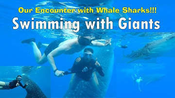 Zwemmen met WALVISHAAI | Oslob Cebu Filipijnen