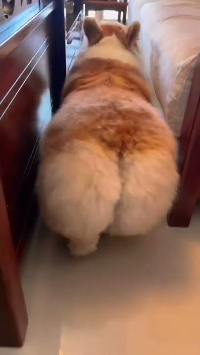 Cat Shakes Her Booty 🤩 | Cat Video | Cutest Pet | #shorts #viralshorts #viral | Paws and Fur |
