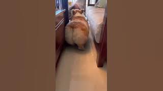 Cat Shakes Her Booty 🤩 | Cat Video | Cutest Pet | #shorts #viralshorts #viral | Paws and Fur |