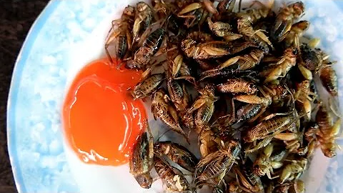 Is cricket the new white meat? BYU food scientist ...