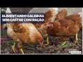 AQUI ESTÁ A PROVA, ele não GASTA DINHEIRO com RAÇÃO para suas GALINHAS e porcos