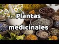 Plantas Medicinales para tratar problemas Gastrointestinales