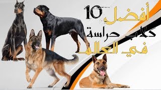 أفضل و أقوى 10 كلاب حراسة في العالم || TOP 10   BEST GUARD DOGS