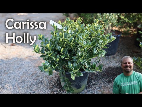 Vídeo: Prostrate Holly Care: Aprenda a cultivar Ilex Rugosa no jardim