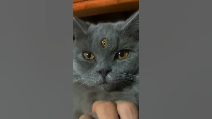 Watch the video about Cat with three Eye's #shorts #petshorts #pets #funny #funnyshorts