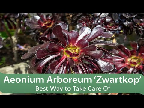 Aeonium Arboreum ‘Zwartkop’ -  Best Way to Take Care Of