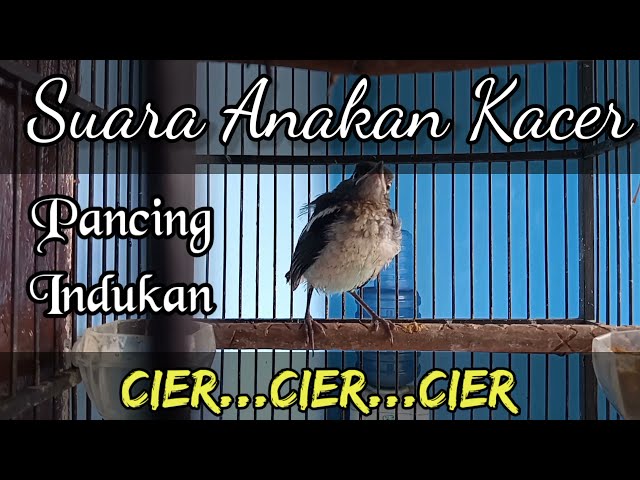 Suara Anakan Kacer || Buat Pancingan || cier...cier... class=