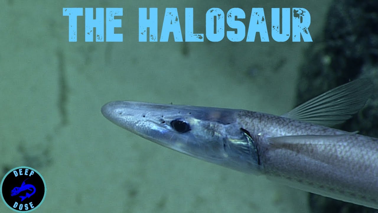 The Halosaur: Snake of the Deep