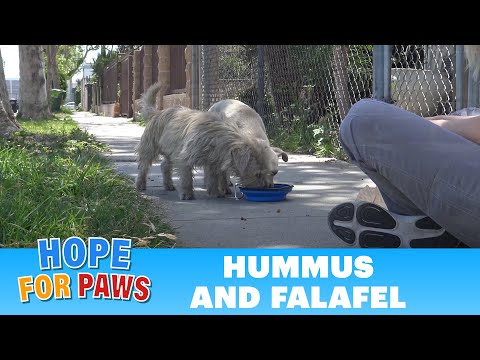 Big dogs attacked this defenseless homeless pair and we put an end to it!