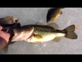 Big bass through the ice!!!