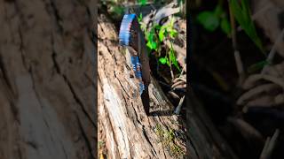 I have so much fun! #youtubeshorts #shorts
The Kizer Hissbite is sooo cool.
Thanks for watching the KnivesFAST channel. Please give me your thoughts / questions in the comments. And please like and Subscribe!
Contact me at knivesfast@gmail.com
https://beacons.ai/knivesfast
Check out my Knife Co. - Tempest Knives - www.tempestknives.com
KF Pit Crew - YouTube memberships!!! https://bit.ly/49yfRxE
KnivesFAST on Patreon: https://www.patreon.com/KnivesFAST
Thank you to my VIP Patrons: Nicholas Shires, Jim Miller, Rory Schmidt, TheUnprofessionalDad, and SBKNJ55
Drop Beacon https://edc4me.com/u/knivesfast
Traditional Pocket Knives Use code KNIVESFAST10 for 10% off Exclusives & Rosecraft http://bit.ly/4fCWyXE
BladeHQ https://alnk.to/9IiiH4k
Monthly Knife Club https://monthlyknifeclub.com/ Use code KNIVESFAST 10% off 1st Purchase and most items on the online store
Kansept Knives 10% off KnivesFast10 https://tidd.ly/4ajJ9SF
Kizer Knives https://tidd.ly/4gKSGGm
Ferramonster - Code KnivesFAST for 10% off https://ferramonster.com/?ref=otxlfwmb
Wixco Knives Code for 10% off KnivesFAST https://wixcoknife.com/?ref=KnivesFAST
Divo Knives link www.divoknives.com/KNIVESFAST10 Code KNIVESFAST10 for 10% off
Giant Mouse Knives 8% off with code KNIVESFAST https://www.giantmouse.com/KNIVESFAST
Tuya Knife - 10% off with code KnivesFAST https://tuyaknifeus.com/shop/?coupon=knivesfast
Kubey Knife 20% off with code KnivesFAST at https://kubeyknife.com/
KB Knife 20% off with Code KnivesFAST at https://kbknives.com/
Vixino Knives 10% off with KnivesFAST https://vixinoknives.com/?ref=KNIVESFAST
White Mountain Knives 10% off with code KnivesFAST at https://whitemountainknives.com/
Flytanium: www.flytanium.com/KNIVESFAST10 Use code KNIVESFAST10 for 10% off
Blade Binge Shop - 10% off with Code KNIVESFAST https://tidd.ly/3KnlHtK
Rosecraft Blades https://rosecraftblades.com/ Use code KNIVESFAST for 10% off.
Knife Pivot Lube code KnivesFAST for 10% off https://knifepivotlube.com/?ref=iAhRfdee
Olight: https://www.olightstore.com/s/L3699C 10% OFF Coupon code: KF10
Not valid on sale items, nor the X9R
Tac Knives code knivesfast for 20% off https://tacknivesusa.com/?sld=36
Geo Knife https://www.geoknife.com/ Use code KNIVESFAST for 20% off
#Tools #Review #edc I have so much fun! #youtubeshorts #shorts