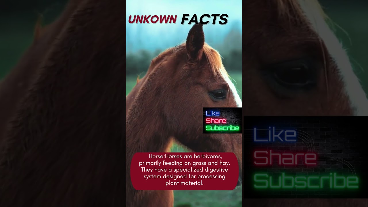 Equine Diet: How Horses Process Grass and Hay 