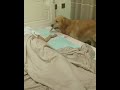 El perro más tierno del mundo, cuida y arropa a su dueño mientras duerme