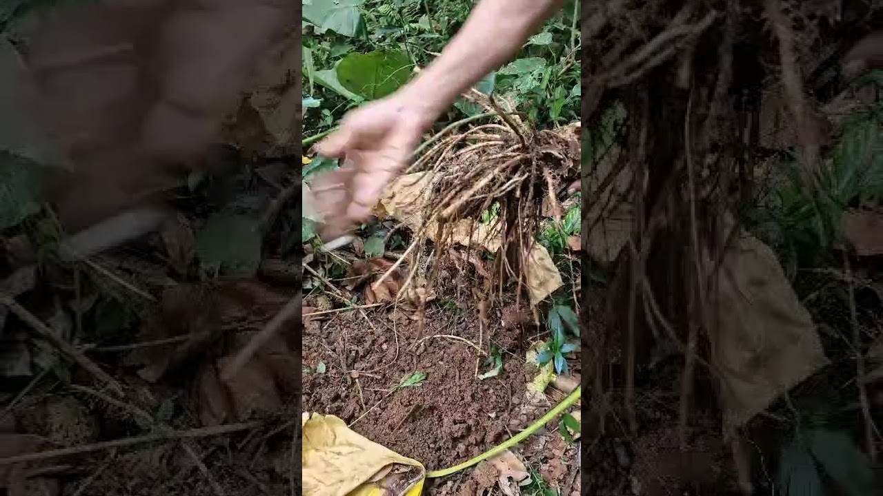 ചേമ്പ് വിളവെടുപ്പ് 