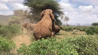 Mating secrets of Africa’s bull elephants (details in the description)