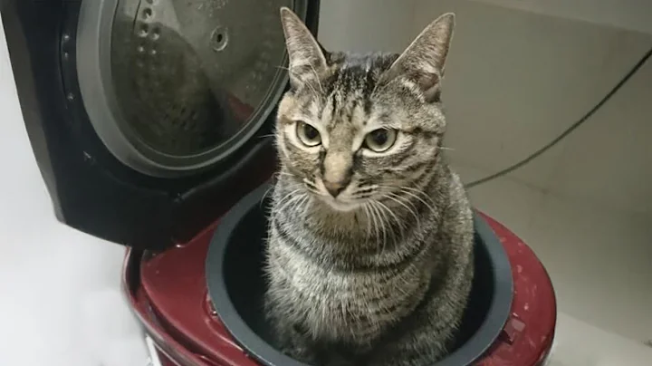 Video 6416911: cat kitten pets funnycat, funnycats cutekitten kitten, cat best pets, funny cat