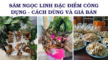 SÂM NGỌC LINH: ĐẶC ĐIỂM - CÔNG DỤNG - CÁCH DÙNG VÀ GIÁ BÁN