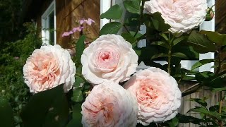 видео: Роза JAMES GALWAY (Джеймс Гелвей), минусы и плюсы. картинка: Роза JAMES GALWAY (Джеймс Гелвей), минусы и плюсы.