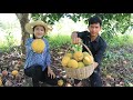 Pick big santol fruit with my brother for my recipe / Spicy stir-fry beef cooking