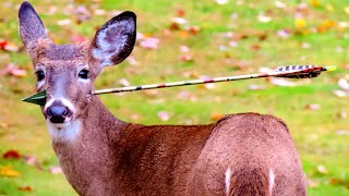 This Deer with an Arrow Stuck in Its Head Came to People for Help. What They did Next is Amazing!
