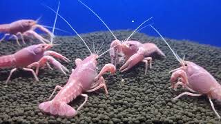 Pink crayfish #pink valentine crayfish #crayfish # freshwater lobster #lobster