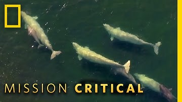 Things You Should Know About Beluga Whales | Mission Critical