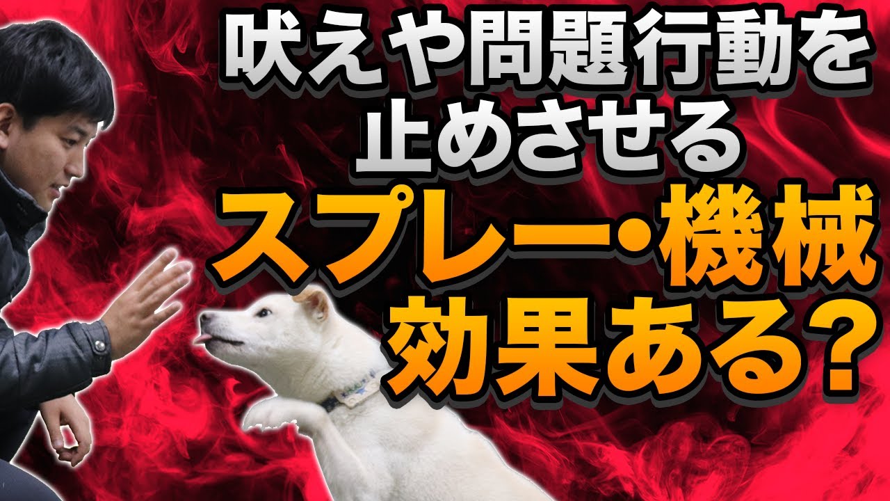 無駄吠えや問題行動を止めさせるスプレーや機械は本当に効果あるの