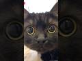 圧倒的…きゅるるんフェイス！#shorts