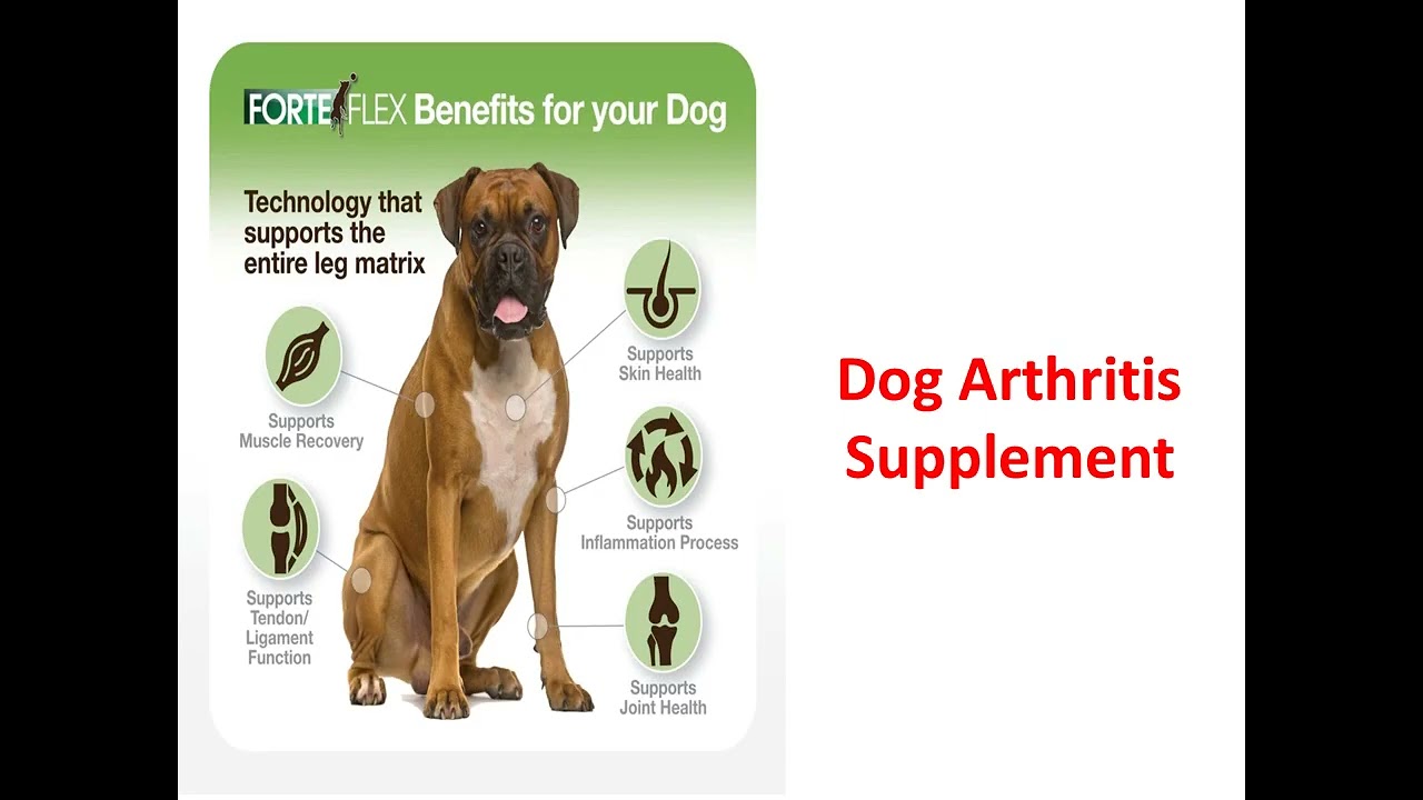 Forte Flex K9 : Dog Arthritis Supplement